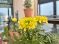 Marigold blooming in a pot